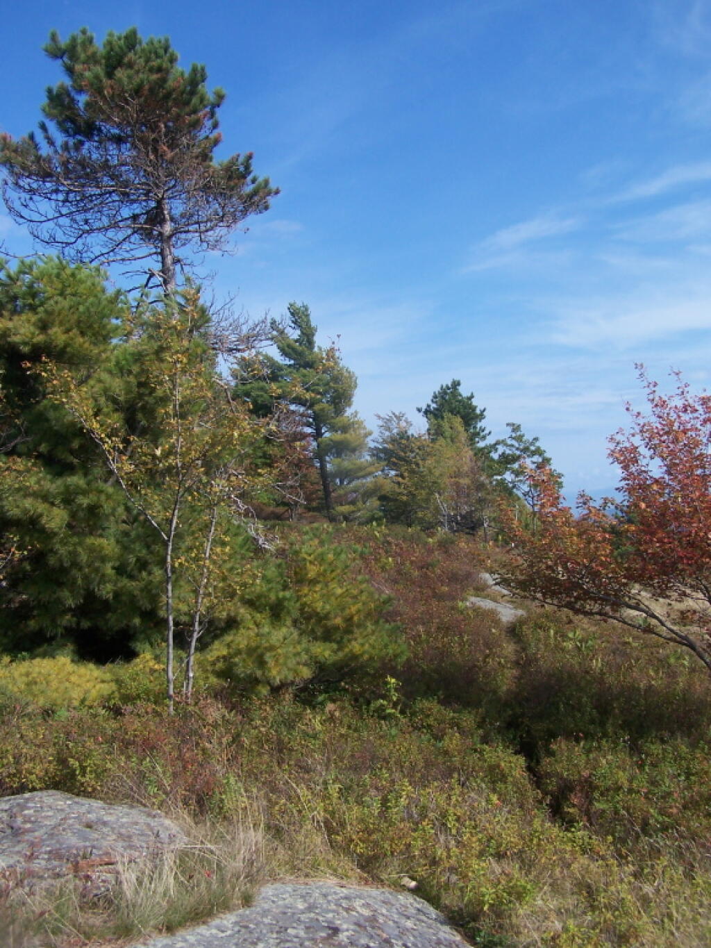 Photo: White Pine on Summit Photo: White Pine on Summit