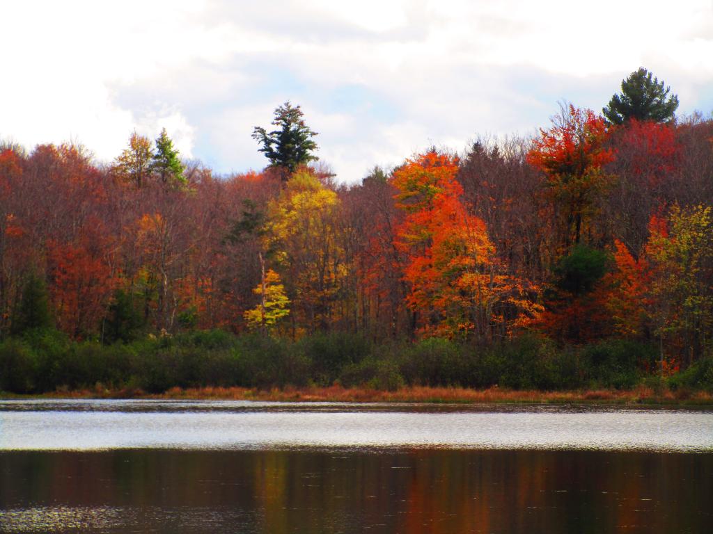 Photo: Faded Colors at White Birch Pond