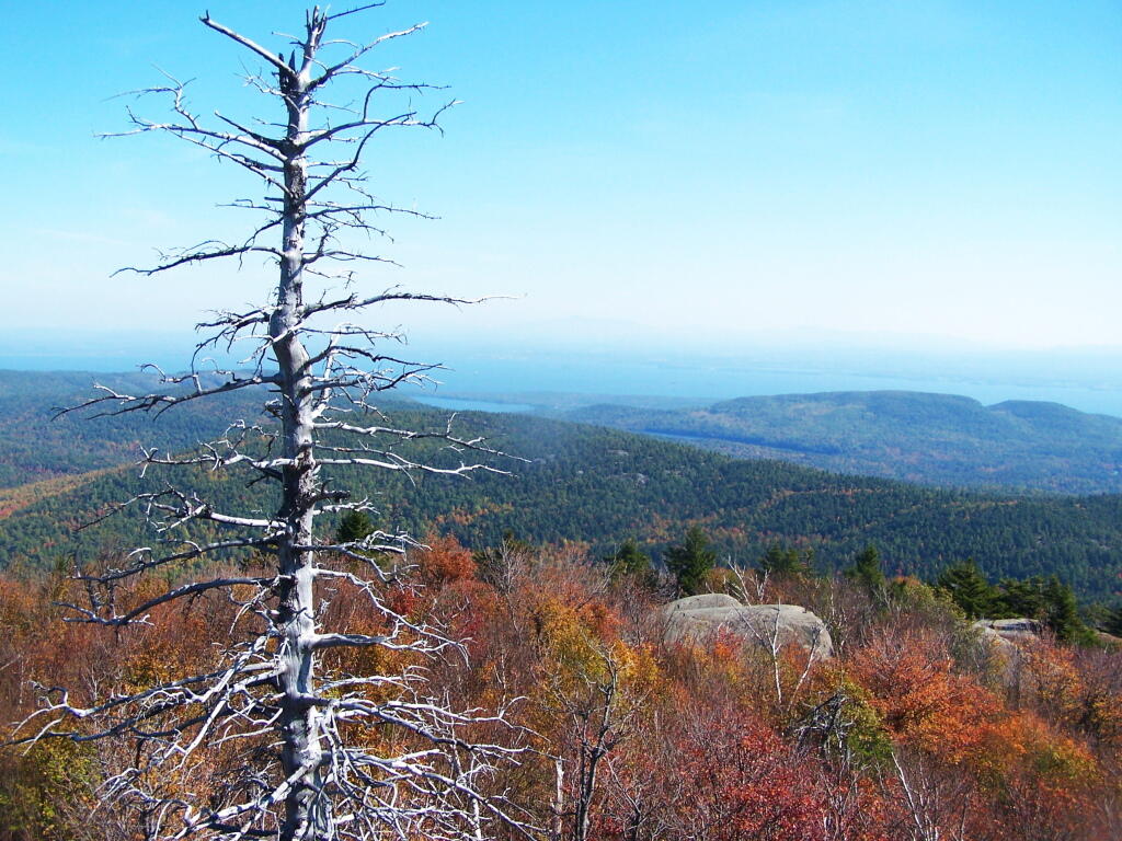Photo: Tree and Lake Champlain