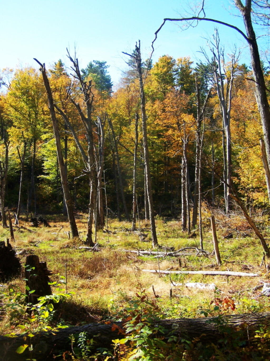 Photo: Beaver Swamp Along Trail