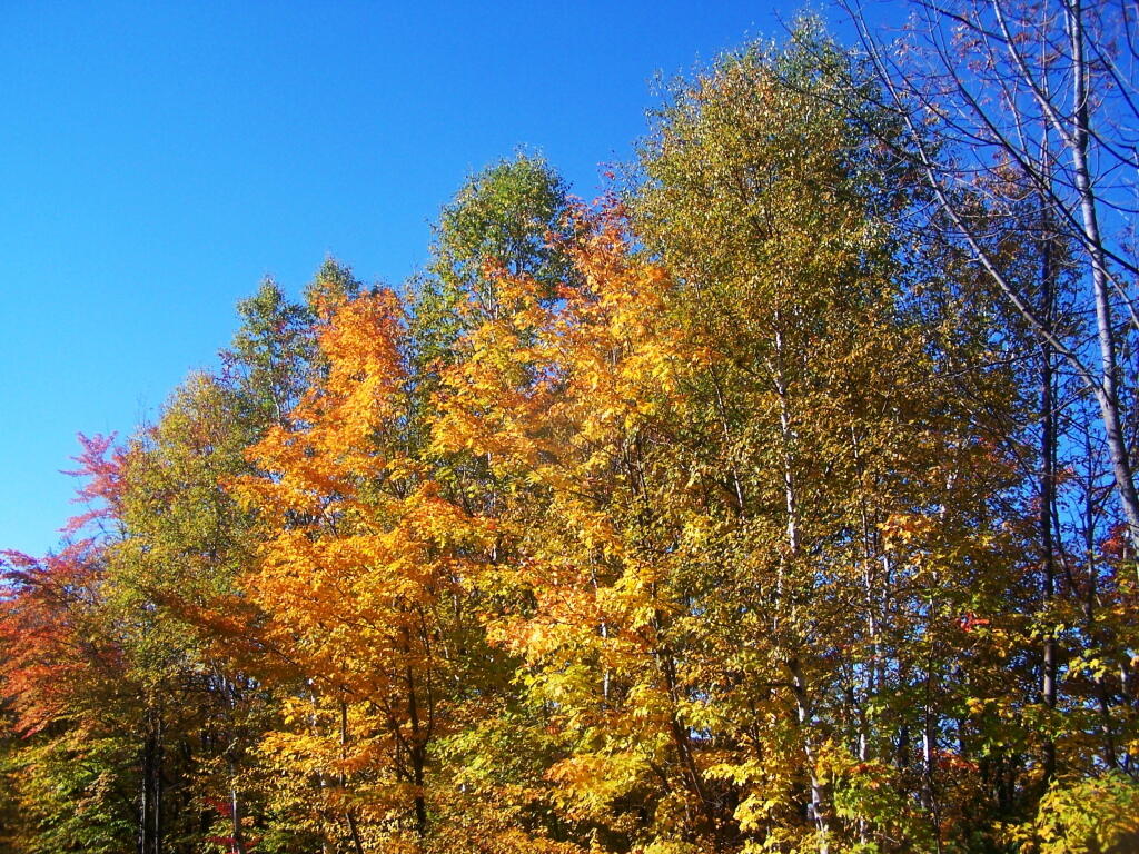 Photo: Trees Along Standish Road