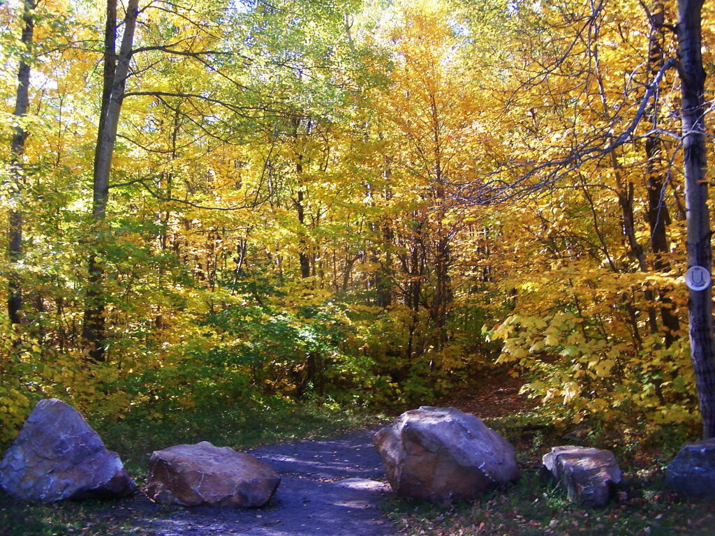 Photo: Start of Lyon Mountain Trail