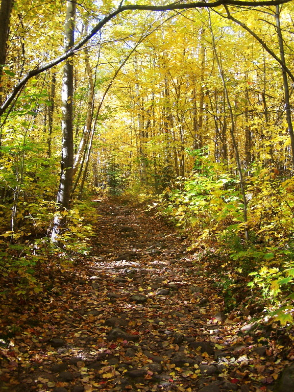 Photo: Following the Old Woods Trail