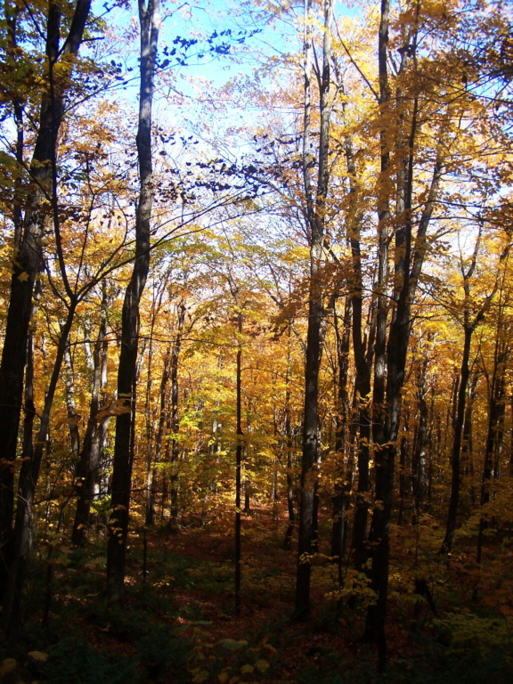 Photo: Color on the Trees