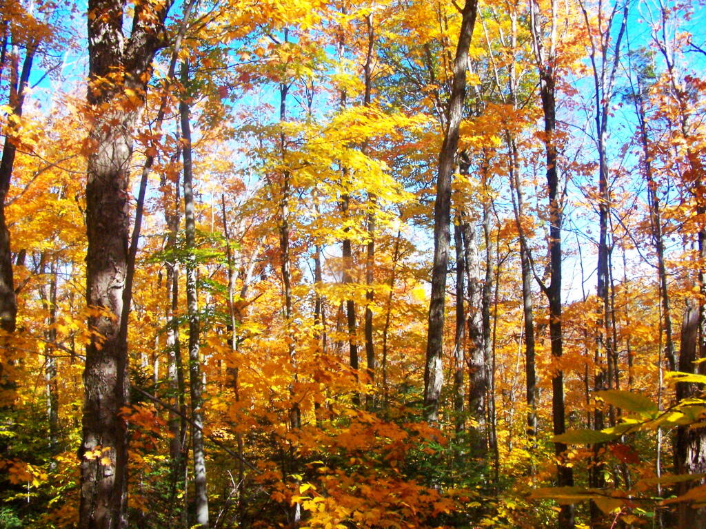 Photo: Maples Along Trail
