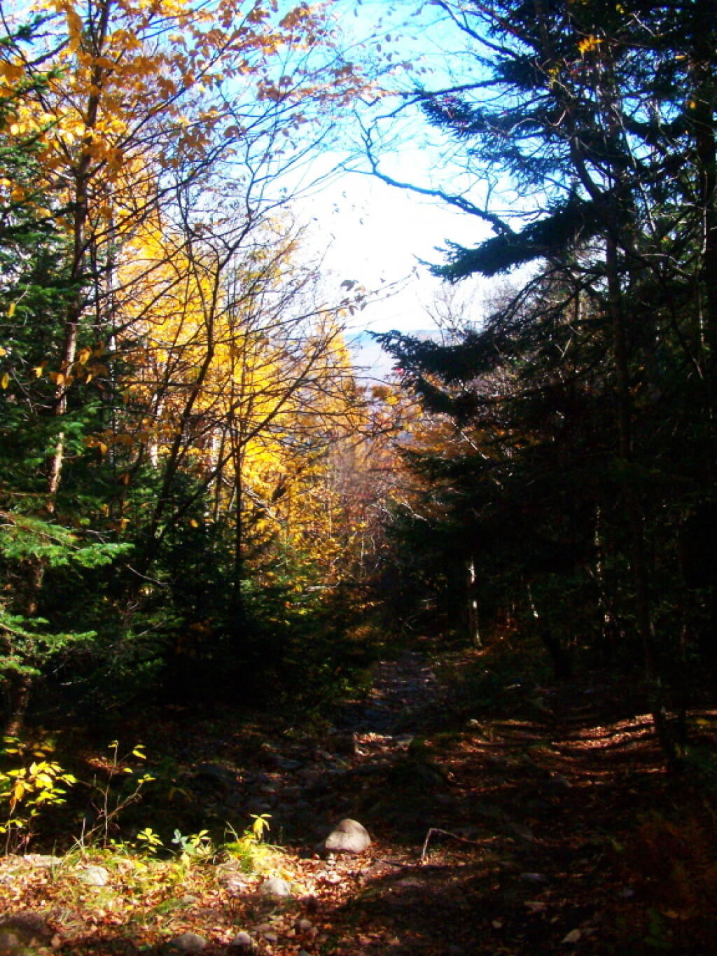 Photo: Coniferous and Didcous Trees Along The Trail