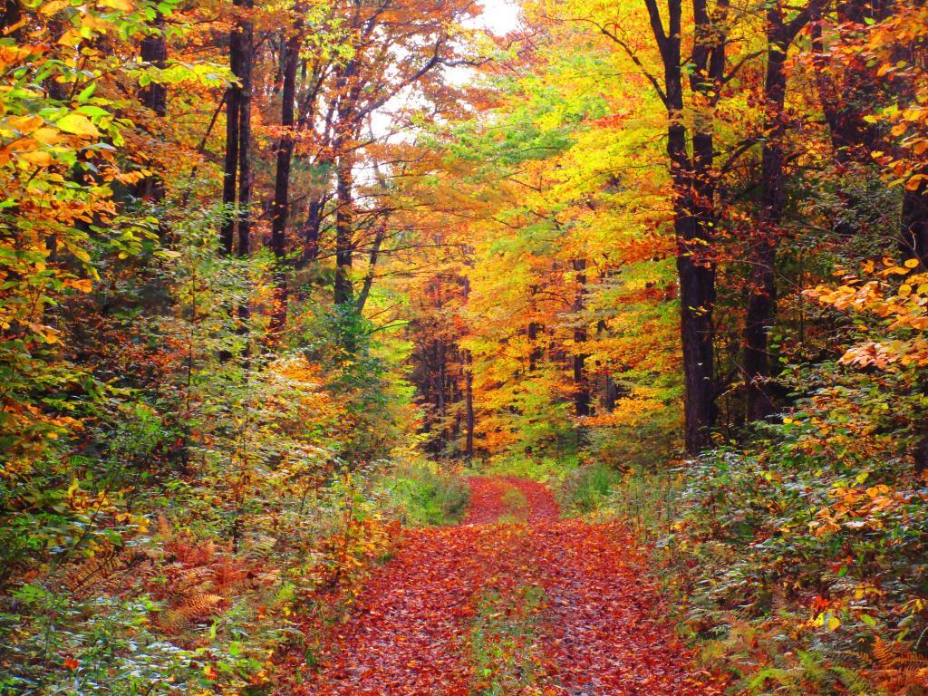 Photo: Hiking Bettty Brook Road on Sunday 10/10