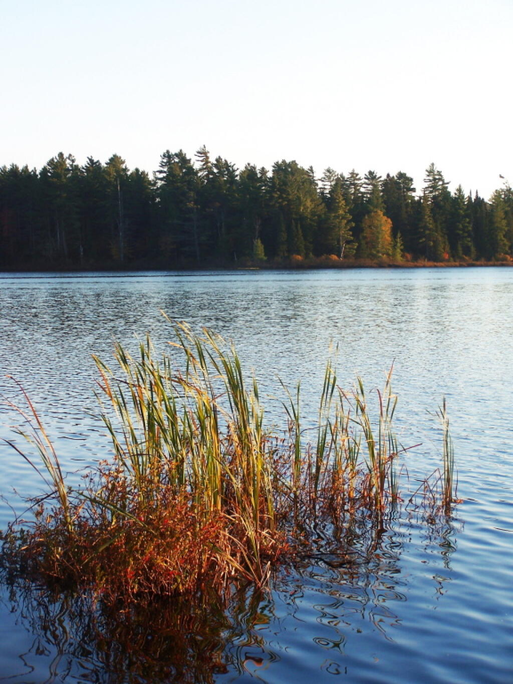 Photo: Reeds in Jones Pond Photo: Reeds in Jones Pond