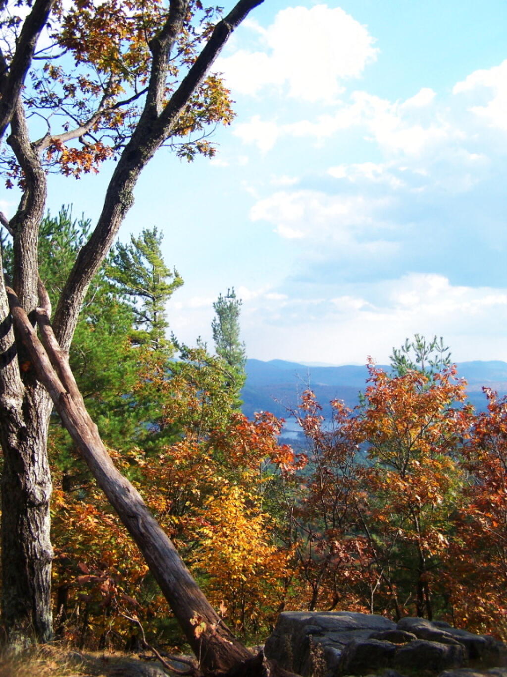 Photo: Tree on Severance Hill
