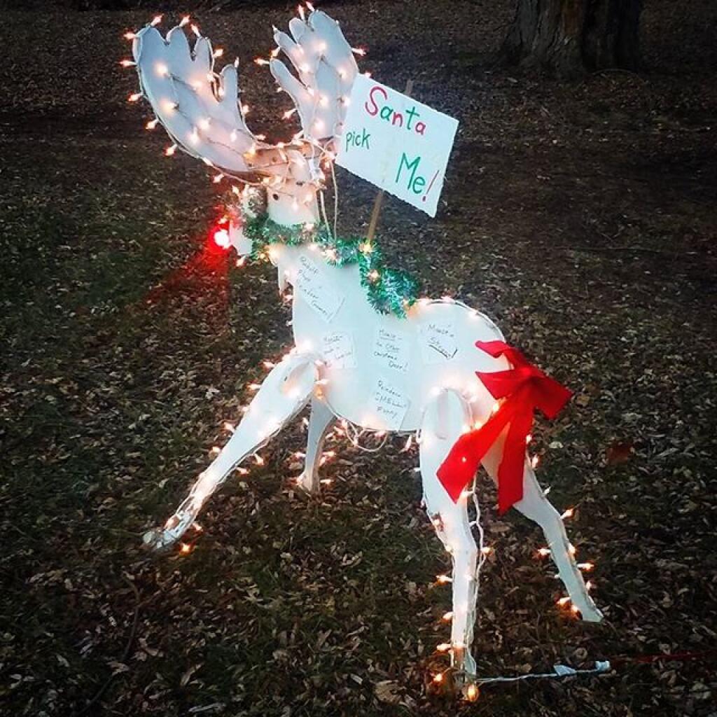 Photo: Christmas Moose
