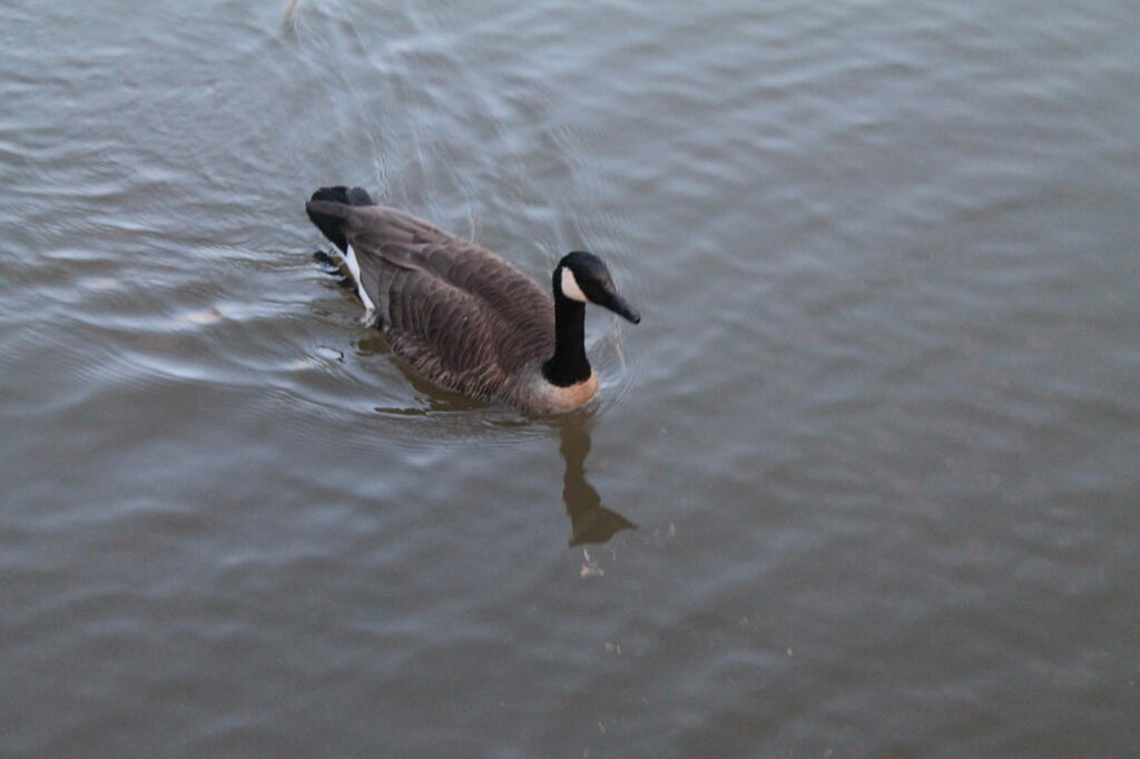 Photo: Canada Goose