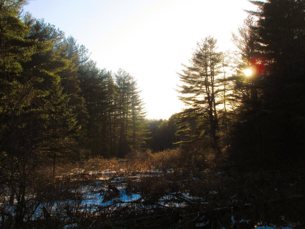 Photo: Afternoon on Horse Trail