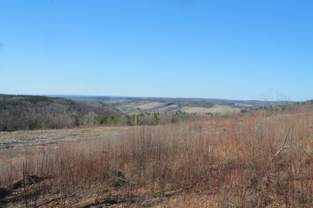 Photo: Across the Clear Cut