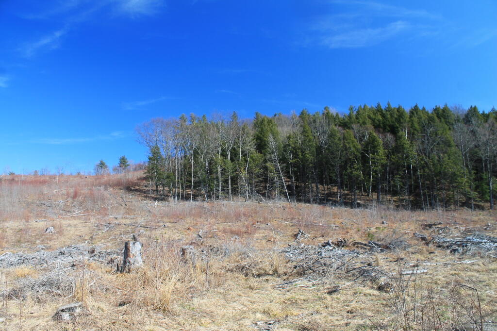 Photo: The Clear Cut