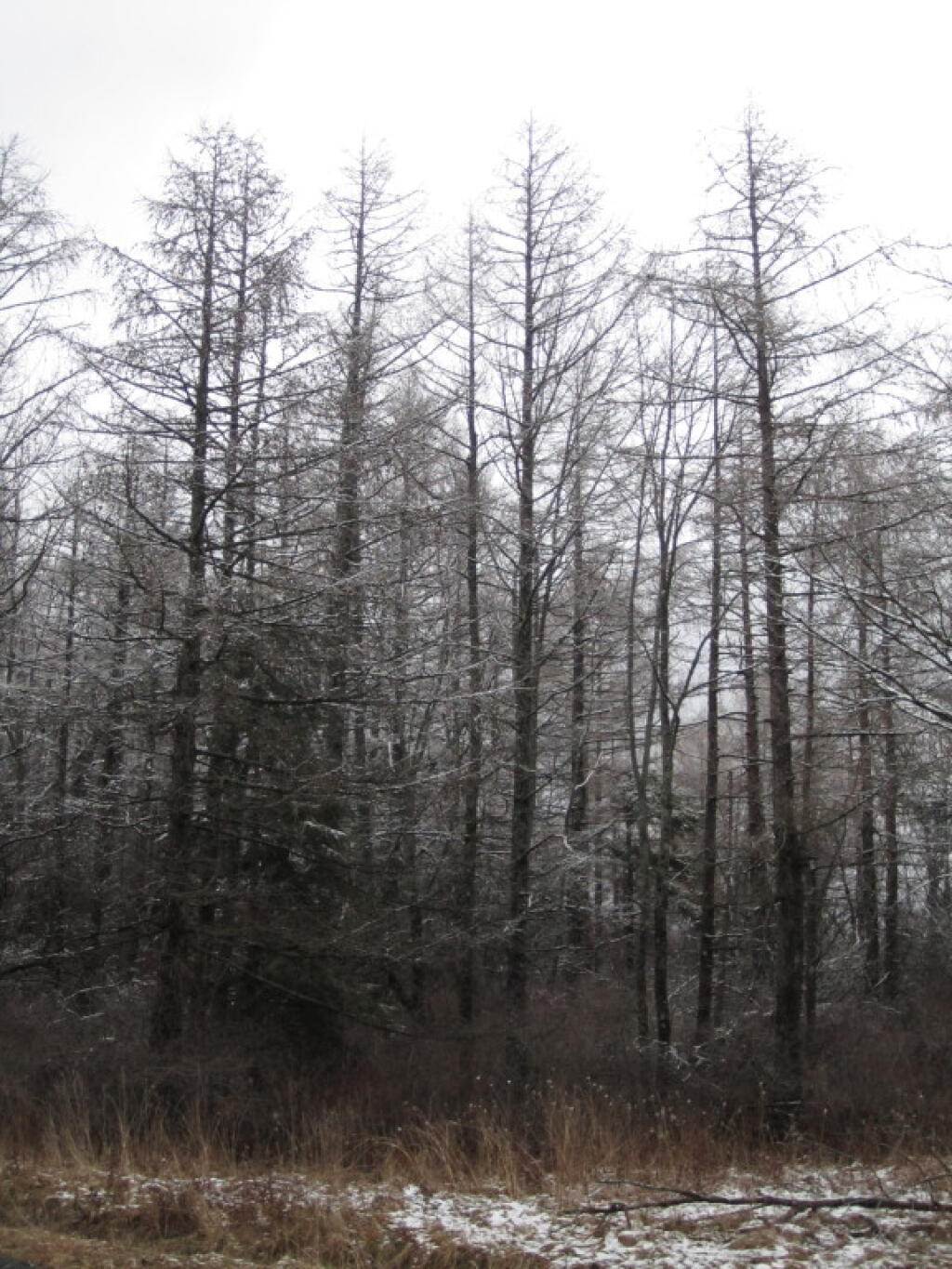 Photo: Snow Covered Trees