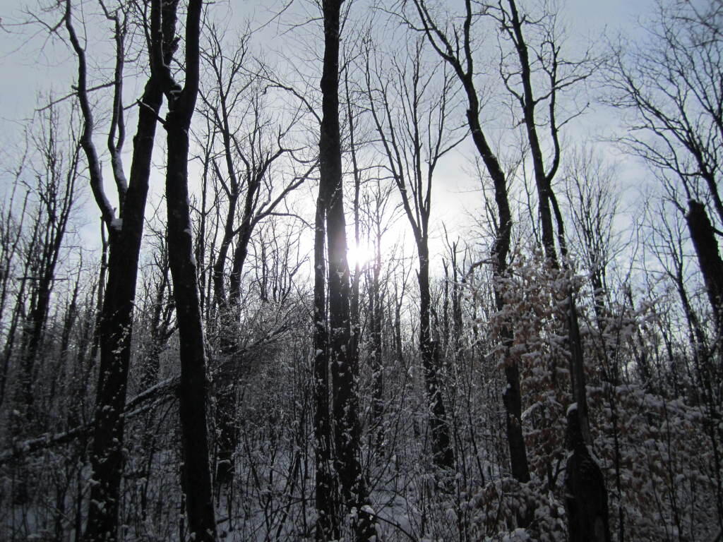 Photo: Sun Sparkling on Ice Covered Trees Photo: Sun Sparkling on Ice Covered Trees