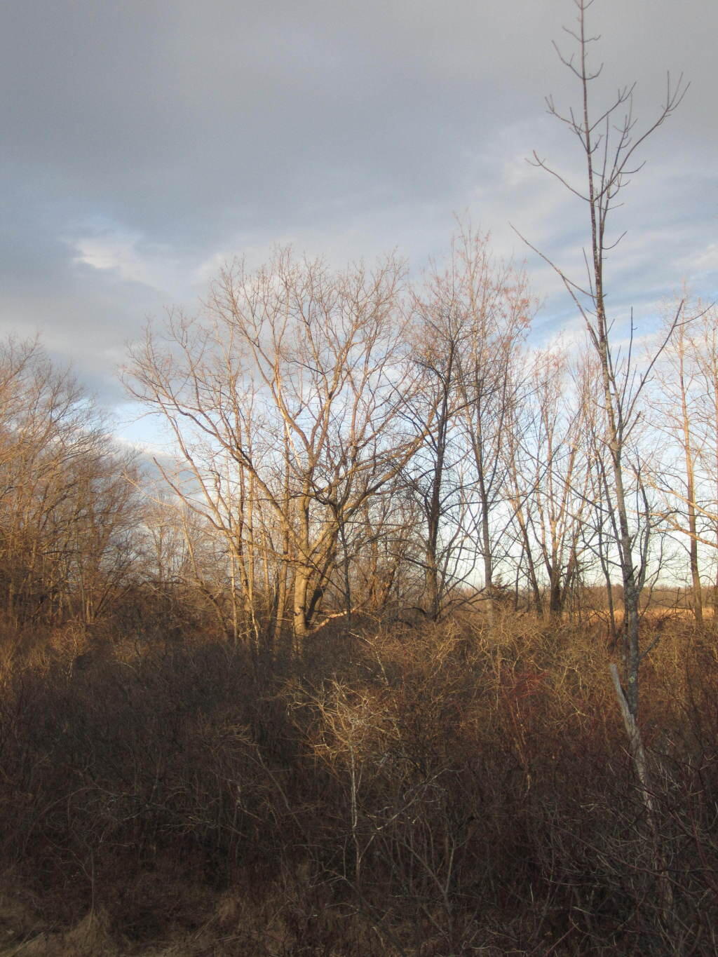 Photo: Trees Along Trail