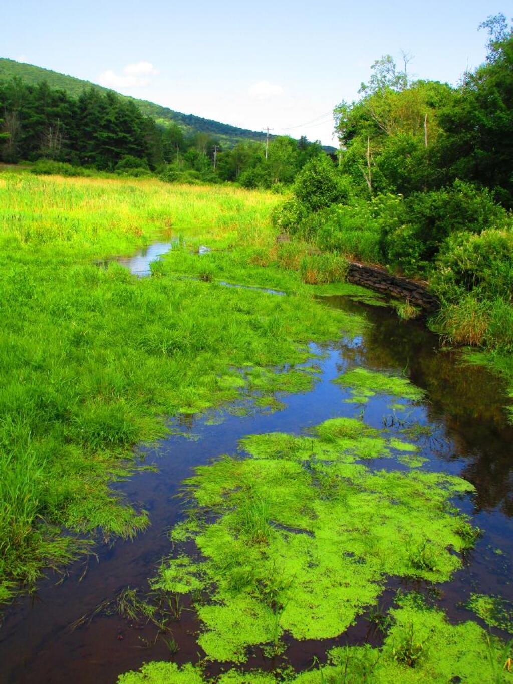 Photo: Wetlands Trail