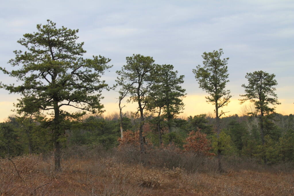 Photo: Descending Overlook Dune
