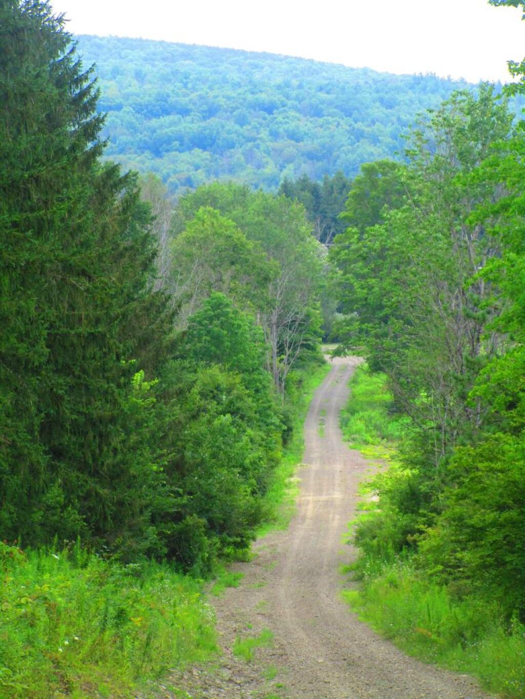 Photo: Maple Lane Photo: Maple Lane