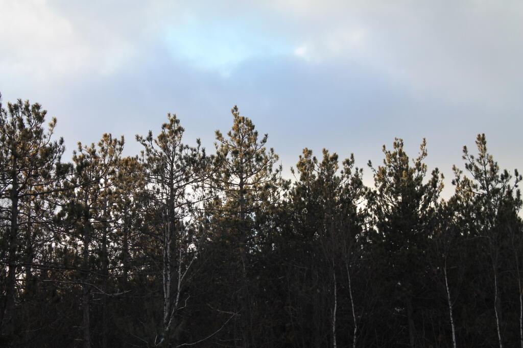 Photo: Tree Line
