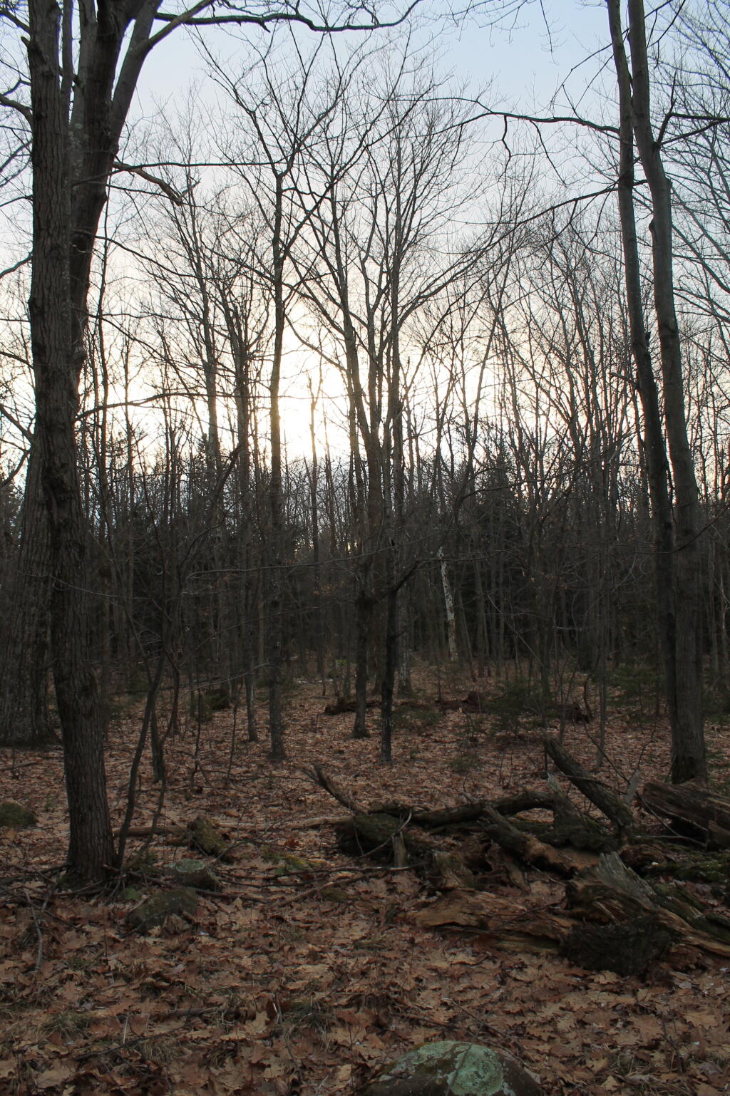 Photo: Darkening Skies Thru the Woods