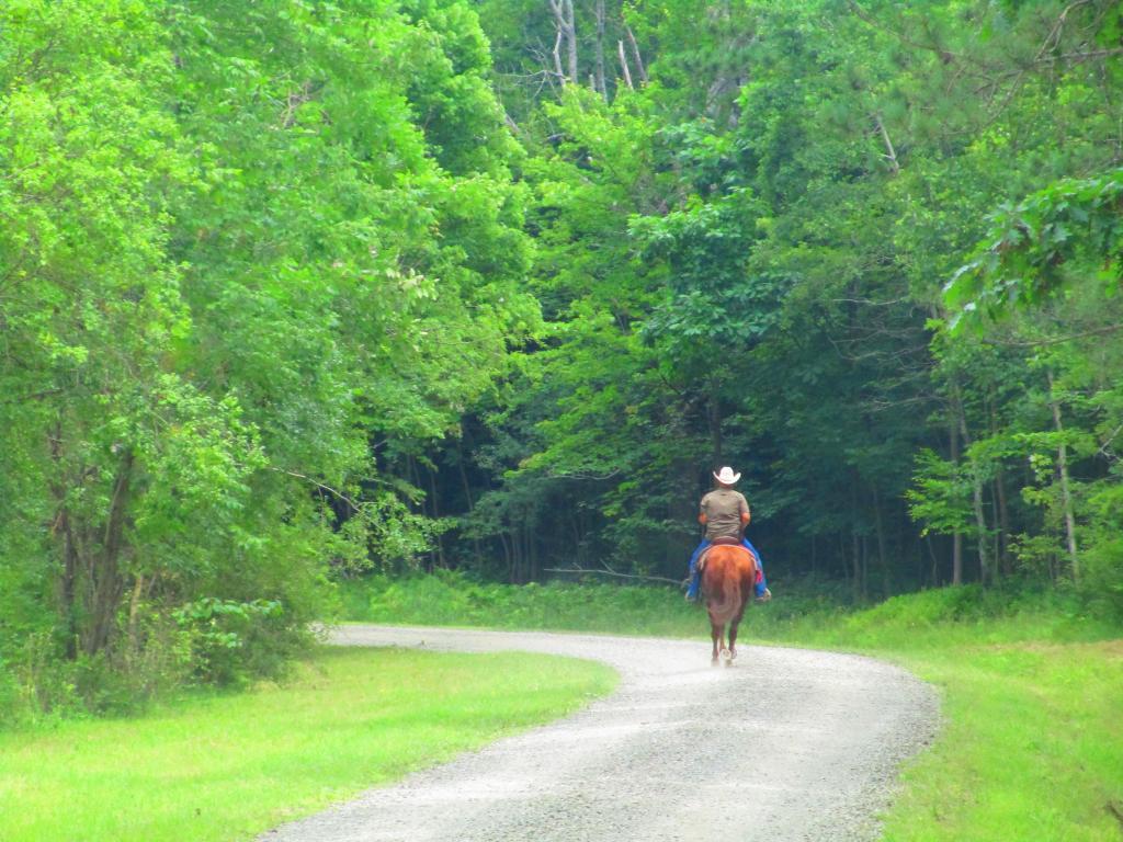 Photo: Horseback Rider 🐴
