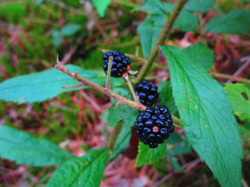 Photo: Blackberries Photo: Blackberries