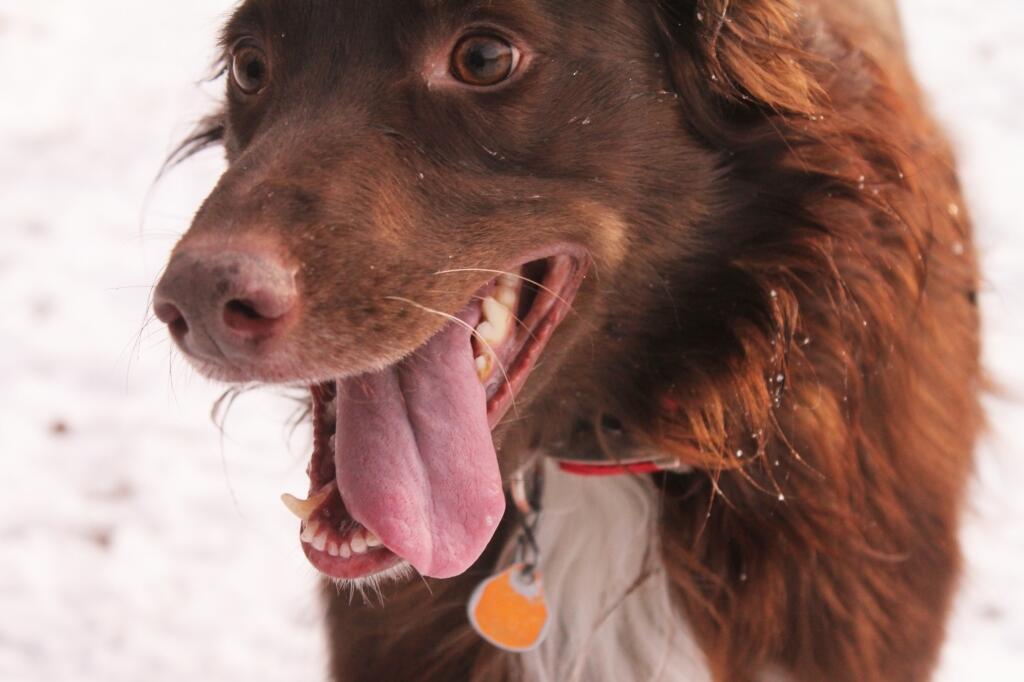 Photo: Big Tongue