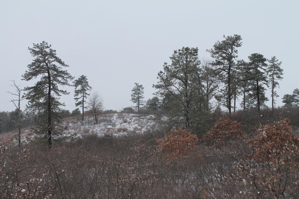 Photo: Pine Bush