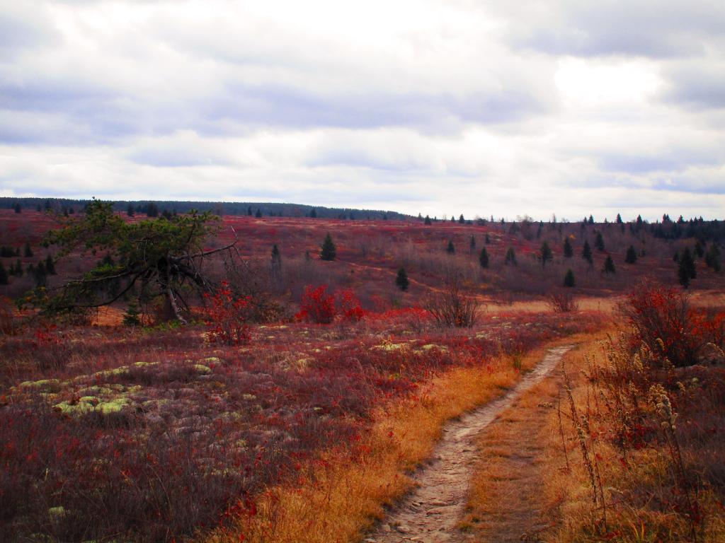 Photo: Heath Barrens of Dolly Sods Photo: Heath Barrens of Dolly Sods