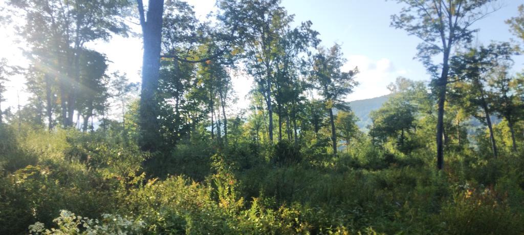 Photo: Mountain views along Spruce Lake Road