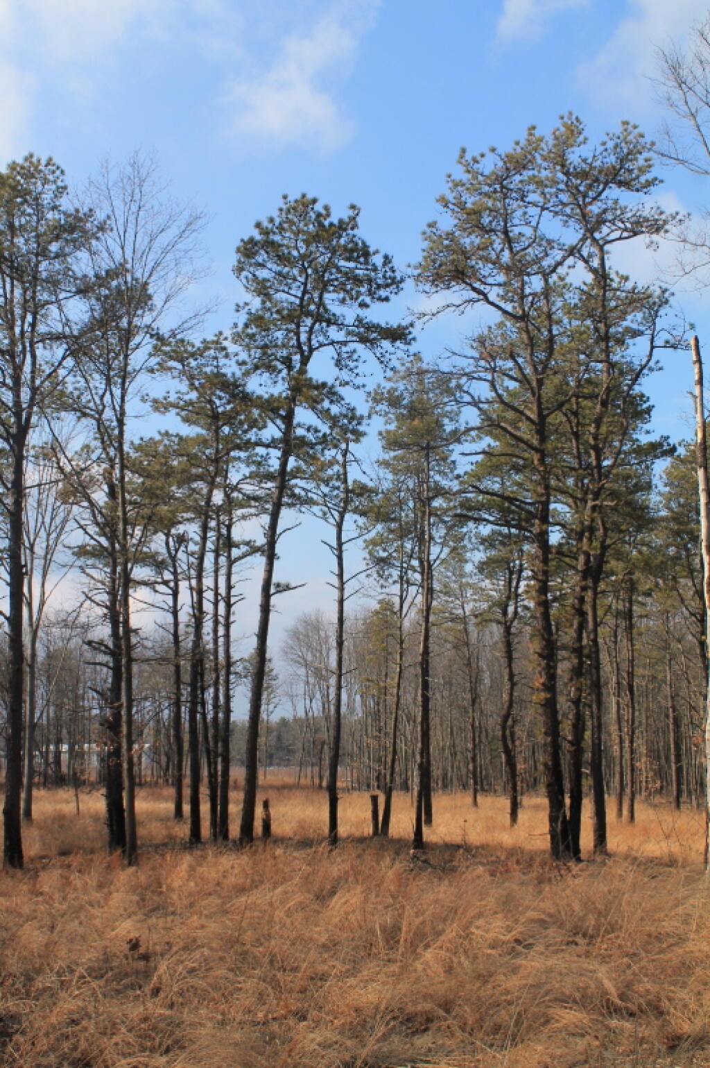 Photo: Pitch Pine