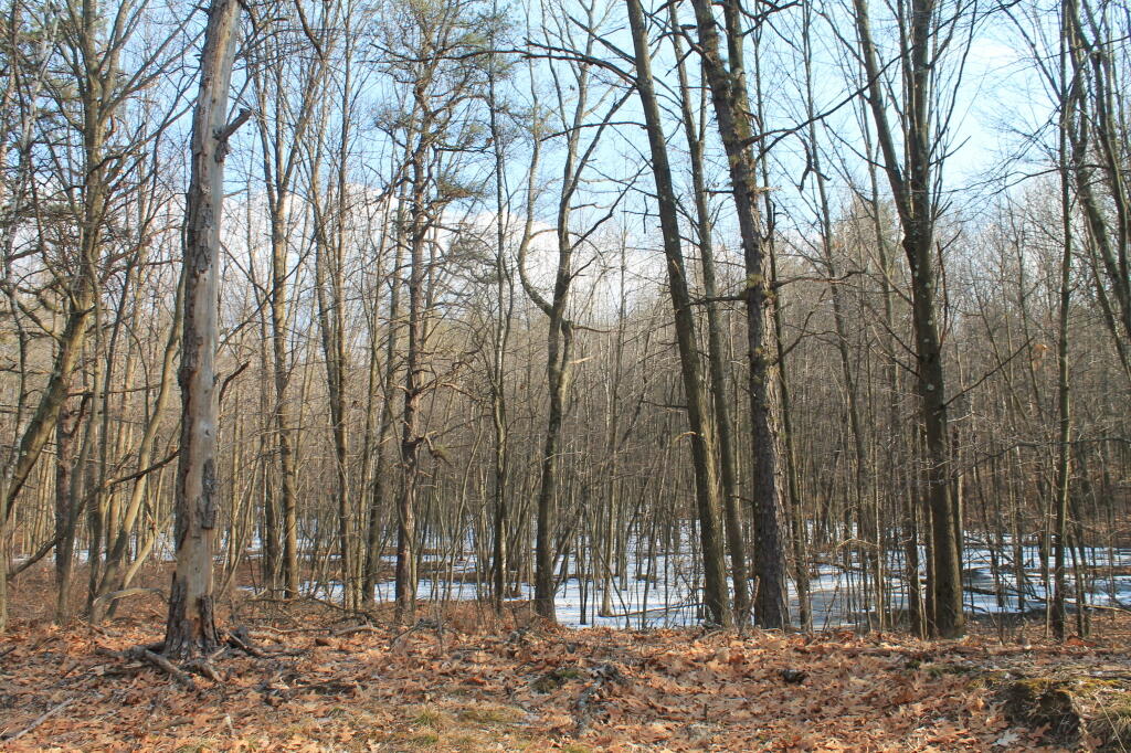 Photo: Another Frozen Wetland