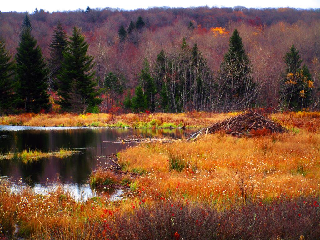 Photo: Beaver Lodge Photo: Beaver Lodge