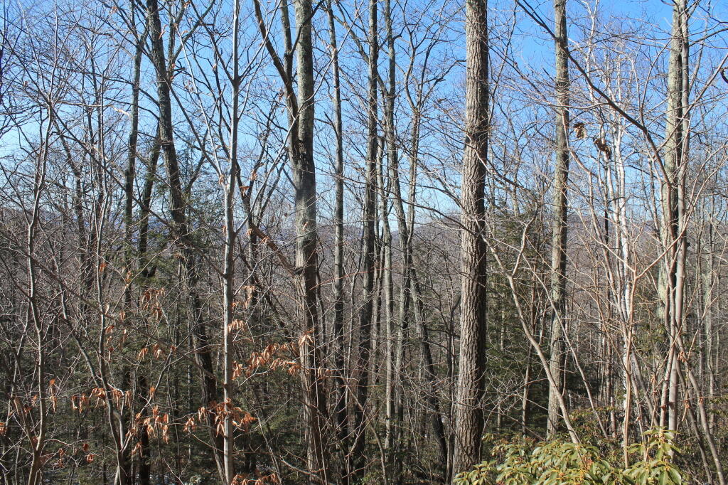 Photo: Peaking Thru the Trees Photo: Peaking Thru the Trees