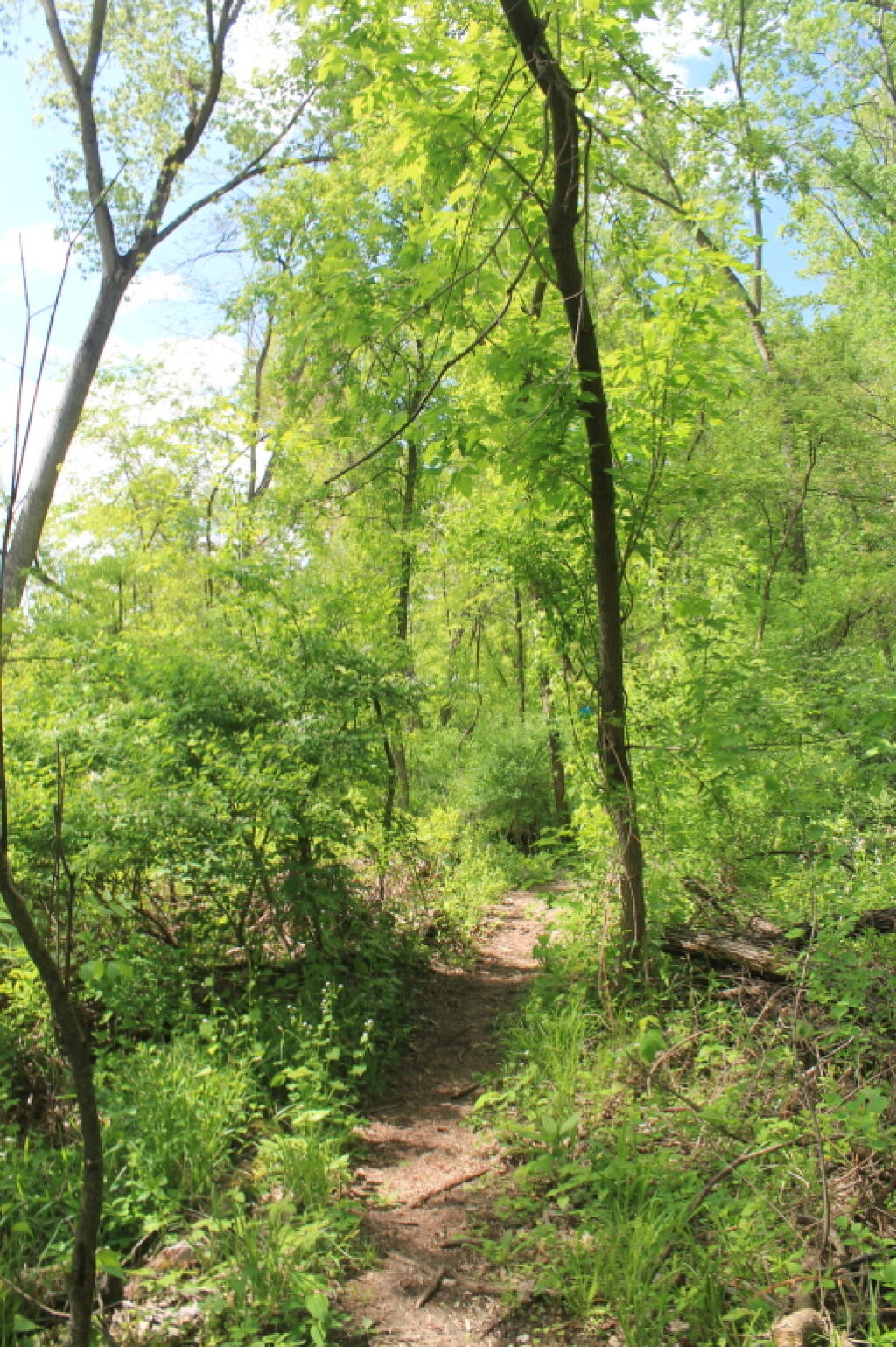 Photo: Trail Along Rivers Edge Photo: Trail Along Rivers Edge
