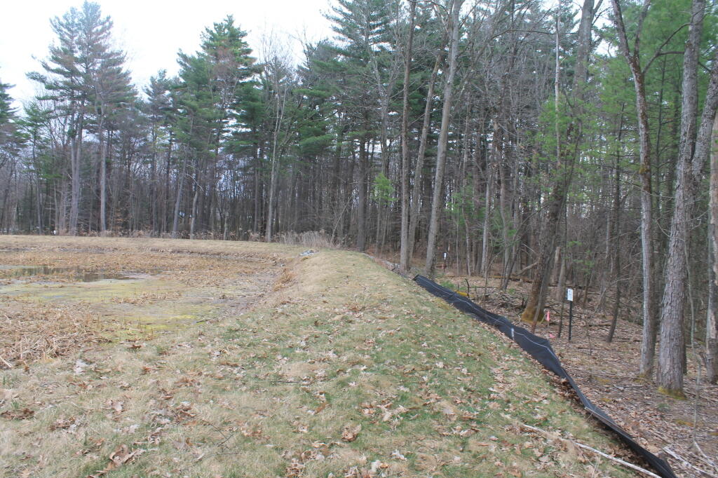 Photo: Man Made Wetland Photo: Man Made Wetland