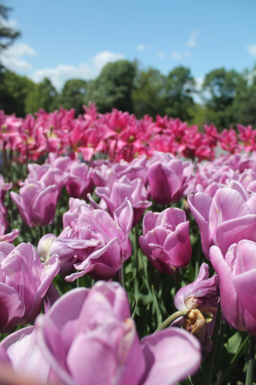 Photo: Pink Tulips
