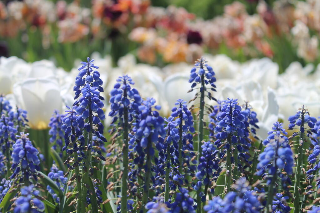 Photo:  Garden grape-hyacinth