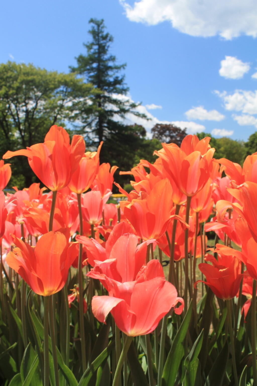 Photo: Tulip