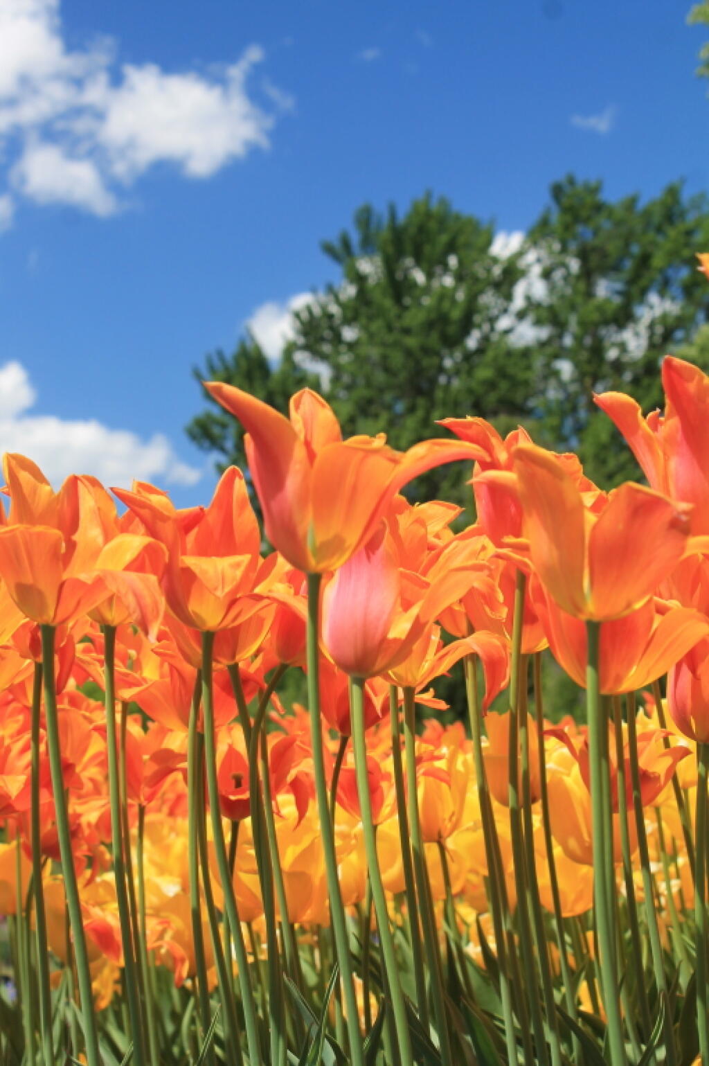 Photo: Blue Skies and Brilliant Tulips