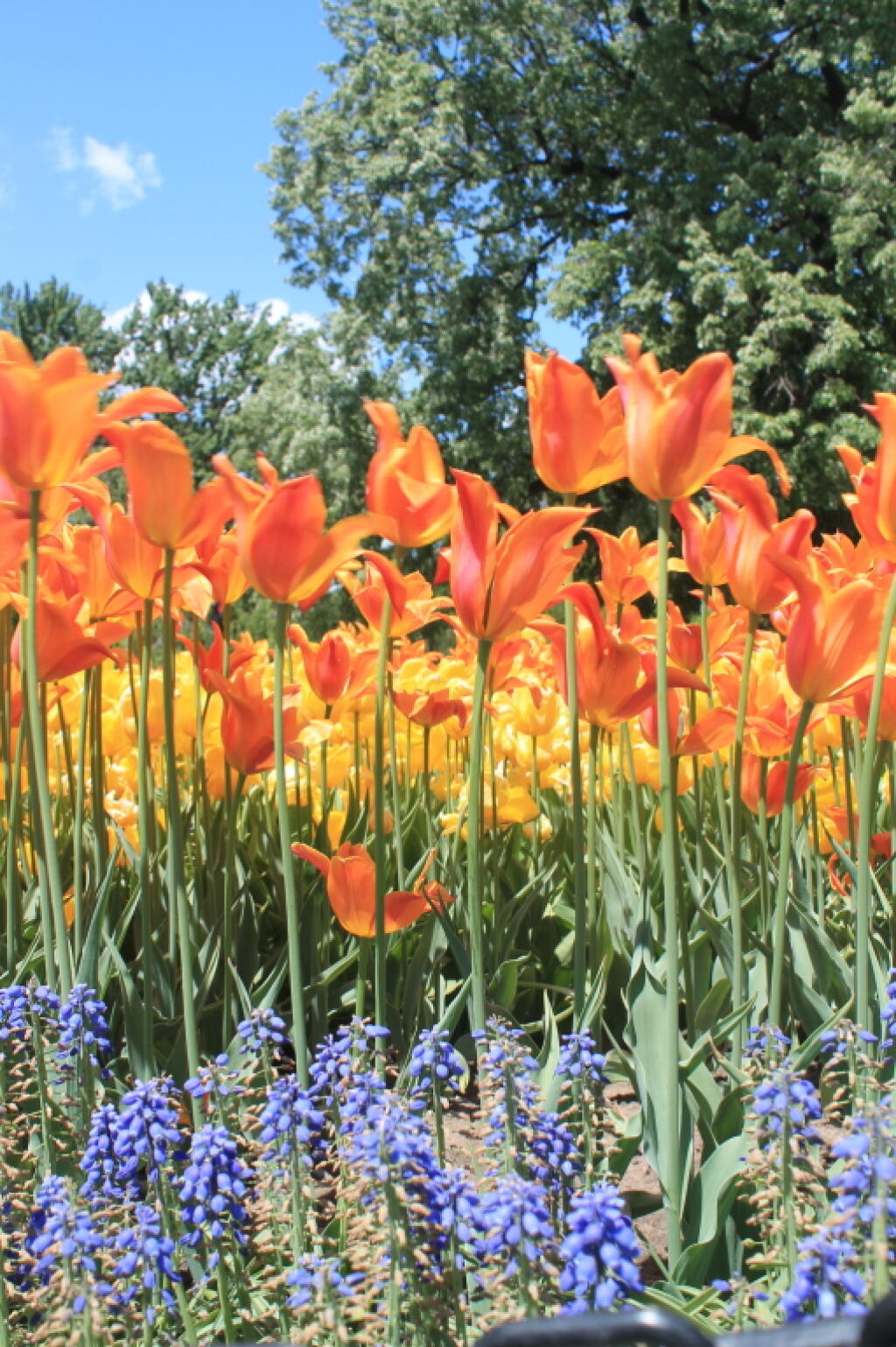 Photo: Colors of Spring at Washington Park
