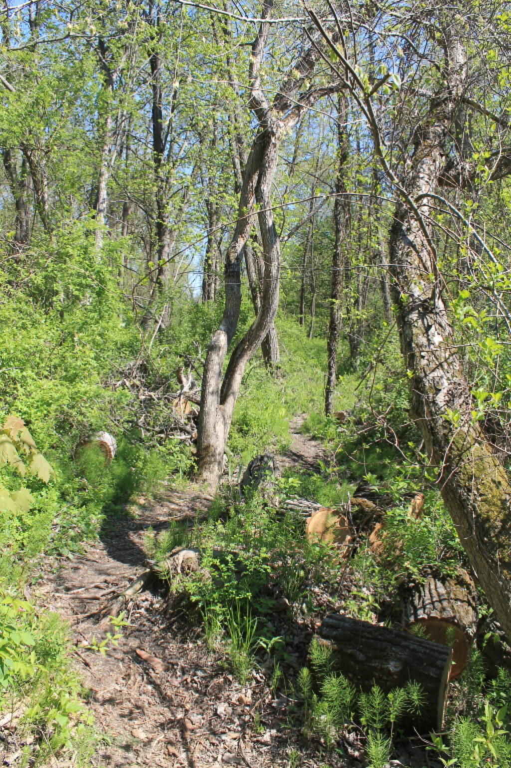 Photo: Thru the Woods