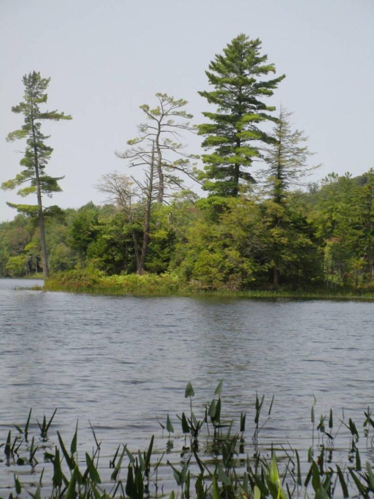 Photo: Tall Pines on Spectacle Lake