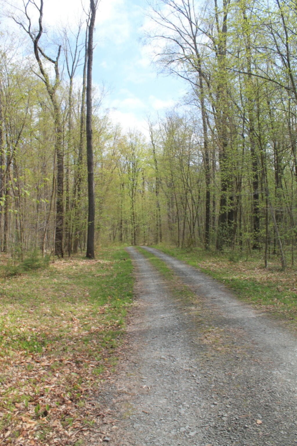 Photo: Campsite Road Photo: Campsite Road