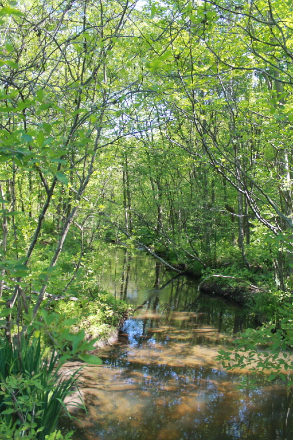 Photo: Canal Into Woodlawn Preserve