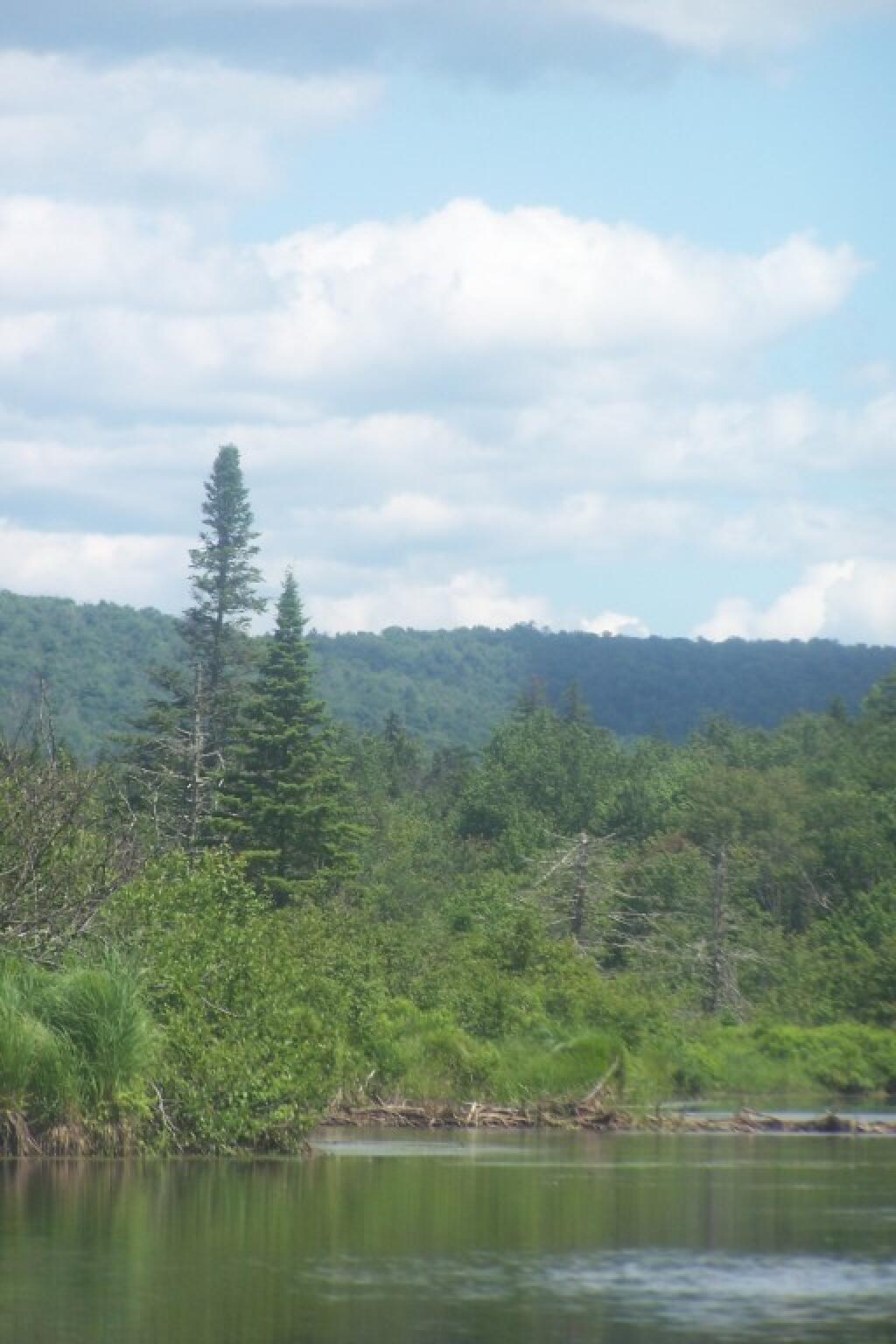 Photo: Tree Along the River