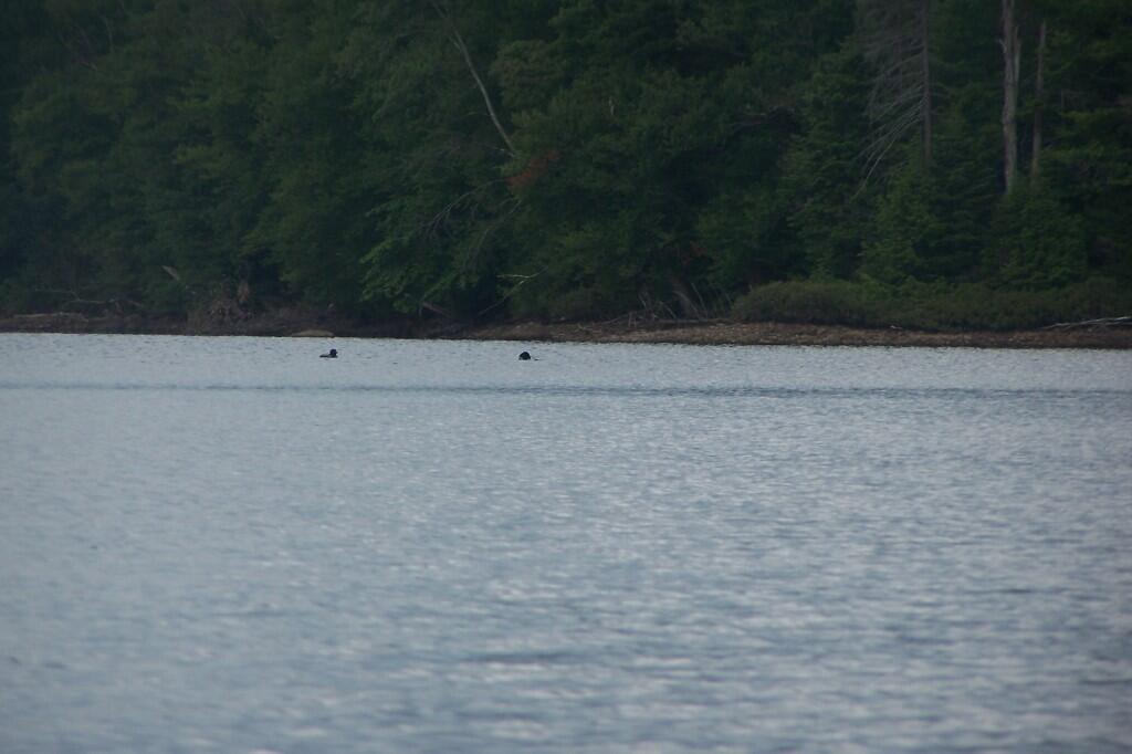 Photo: Loons
