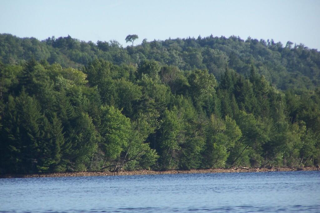 Photo: Tall Tree Above All